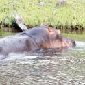 BWA NW Chobe 2016DEC04 River 062 : 2016, 2016 - African Adventures, Africa, Botswana, Chobe River, Date, December, Month, Northwest, Places, Southern, Trips, Year